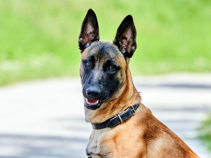 Hund Leon aus dem Berliner Tierheim | © Tierheim Berlin