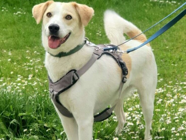 Hund Kaos aus dem Berliner Tierheim