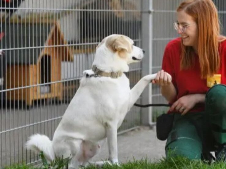 Hund Kaos aus dem Berliner Tierheim | © Tierheim Berlin