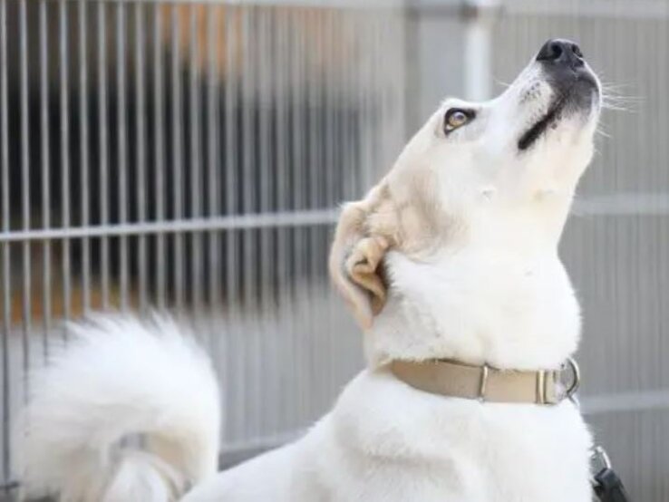 Hund Kaos aus dem Berliner Tierheim | © Tierheim Berlin