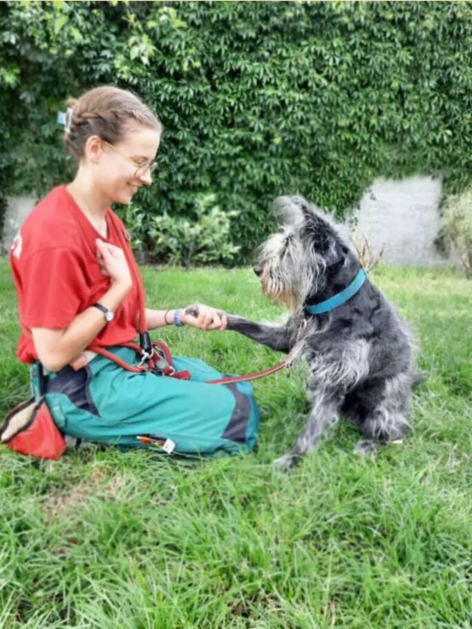 Rosi, eine Hündin aus dem Berliner Tierheim | © Tierheim Berlin