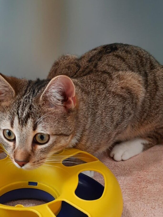 Fosi, ein Kater aus dem Berliner Tierheim | © Tierheim Berlin