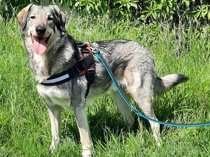 Pablo, ein Hund aus dem Berliner Tierheim