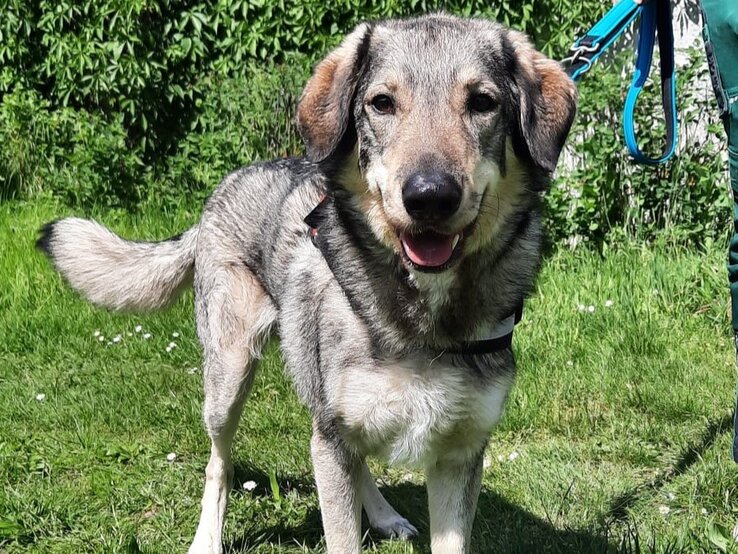 Pablo, ein Hund aus dem Berliner Tierheim | © Tierheim Berlin