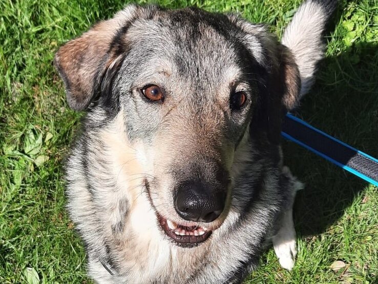 Pablo, ein Hund aus dem Berliner Tierheim | © Tierheim Berlin