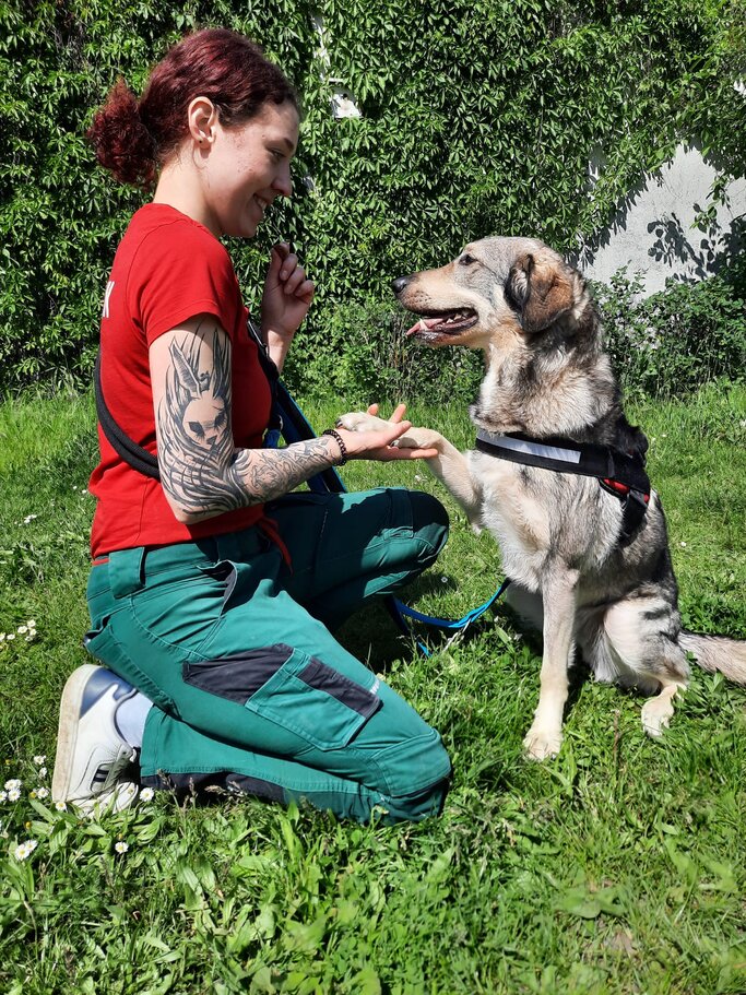 Pablo, ein Hund aus dem Berliner Tierheim | © Tierheim Berlin