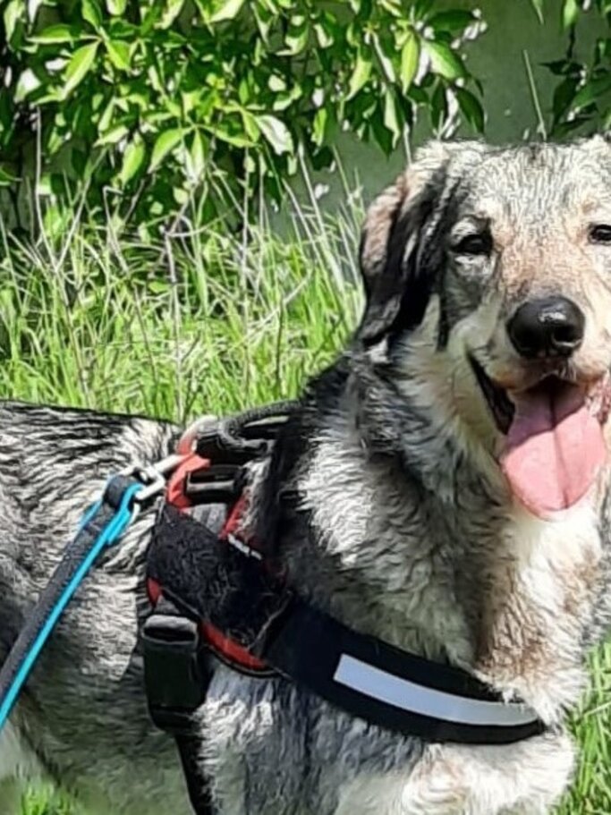 Pablo, ein Hund aus dem Berliner Tierheim | © Tierheim Berlin