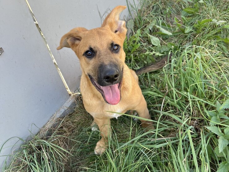 Hund Sokka aus dem Tierheim Berlin | ©  Tierheim Berlin