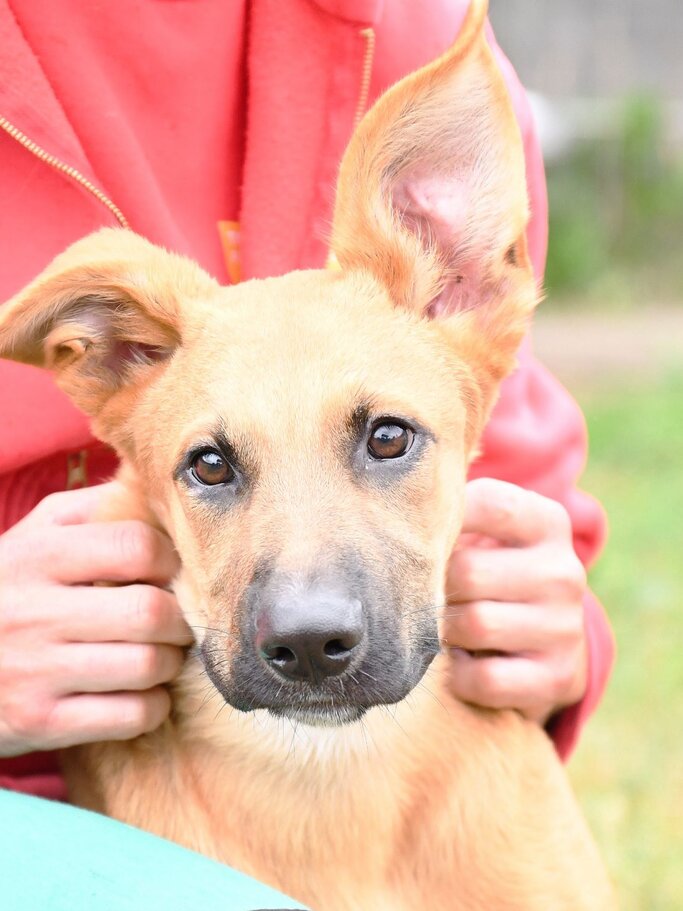 Hund Sokka aus dem Tierheim Berlin | ©  Tierheim Berlin