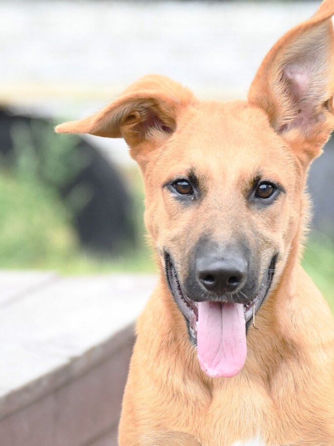 Hund Sokka aus dem Tierheim Berlin | ©  Tierheim Berlin