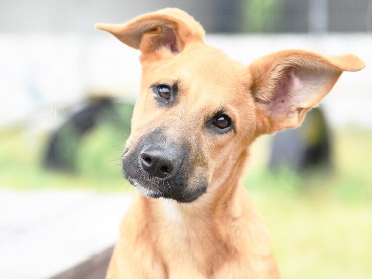 Hund Sokka aus dem Tierheim Berlin