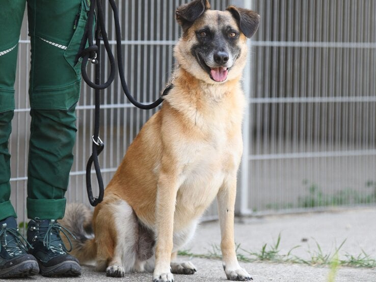 Hund Darian aus dem Berliner Tierheim