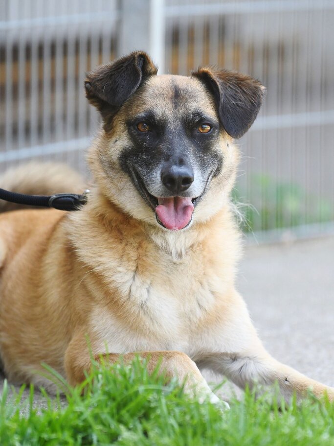 Hund Darian aus dem Berliner Tierheim | © Tierheim Berlin