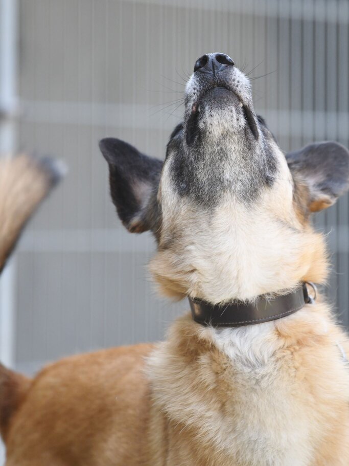 Hund Darian aus dem Berliner Tierheim | © Tierheim Berlin