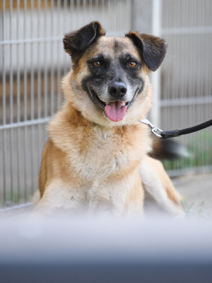 Hund Darian aus dem Berliner Tierheim | © Tierheim Berlin