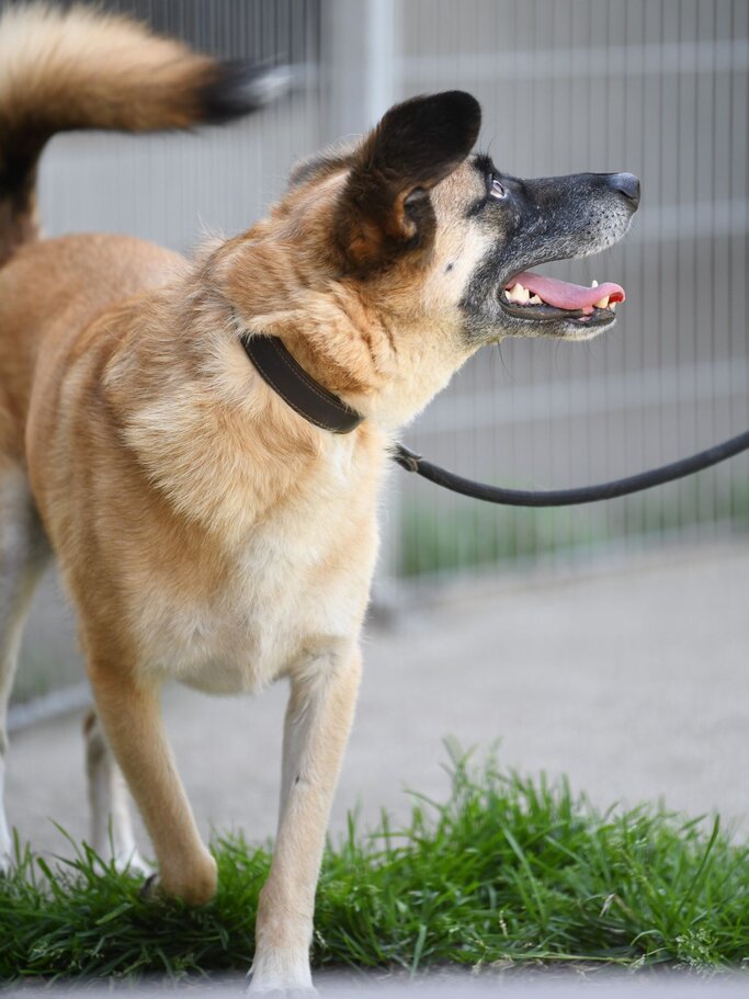 Hund Darian aus dem Berliner Tierheim | © Tierheim Berlin