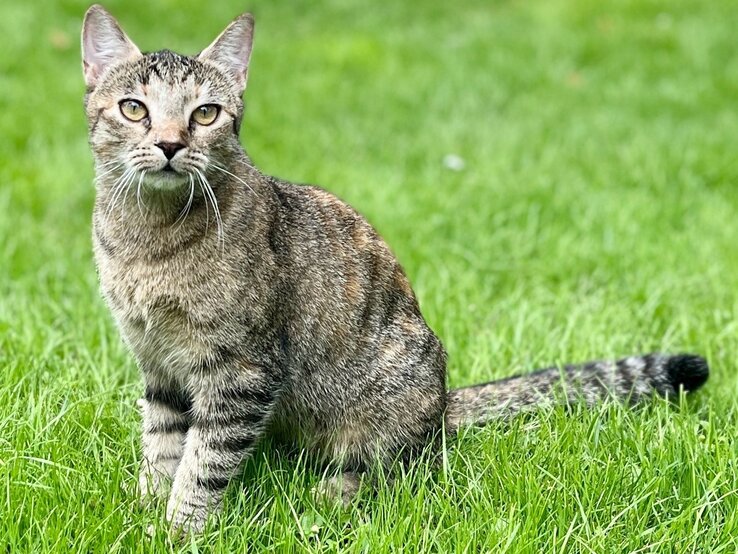 Katze Rosa aus dem Tierheim Berlin | ©  Tierheim Berlin