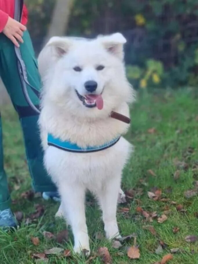 Hund Simba aus dem Berliner Tierheim | © Tierheim Berlin