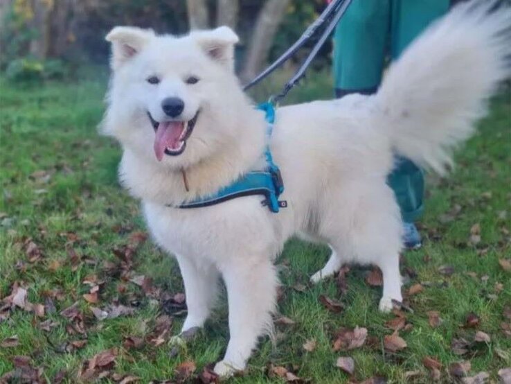 Hund Simba aus dem Berliner Tierheim | © Tierheim Berlin