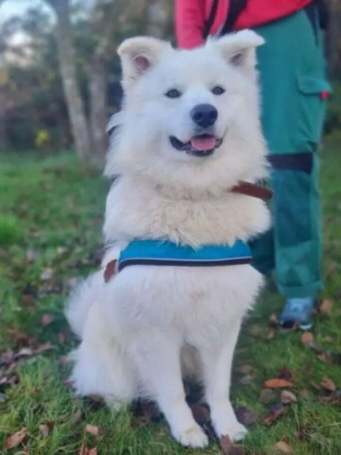 Hund Simba aus dem Berliner Tierheim | © Tierheim Berlin