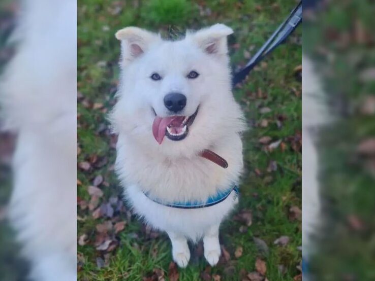 Hund Simba aus dem Berliner Tierheim