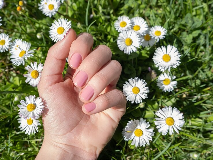 Nahaufnahme einer Hand mit rosa Maniküre zwischen blühenden Gänseblümchen auf frischem grünen Rasen.