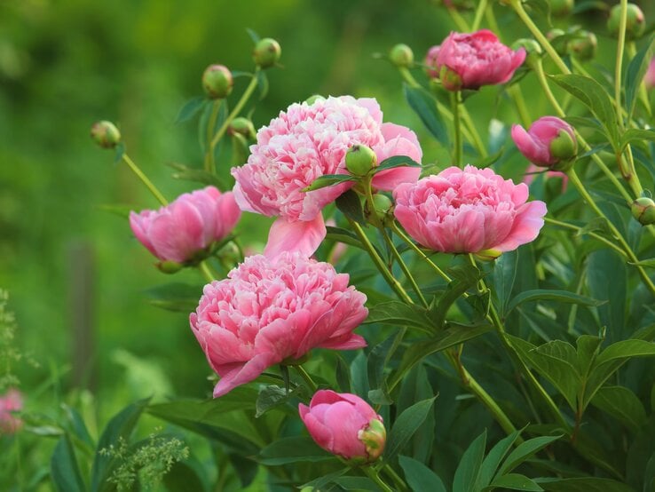 Nahaufnahme prachtvoller Pfingstrosen mit üppigen, rosa Blütenblättern, umgeben von Knospen und frischem Grün.