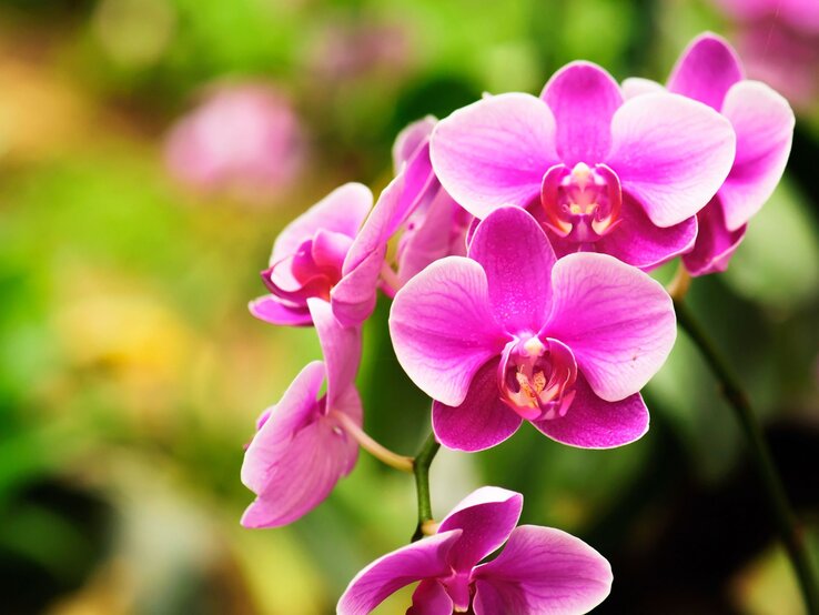 Pinke Orchideenblüten in voller Blüte, scharf im Vordergrund vor einem unscharfen, grünen Hintergrund.