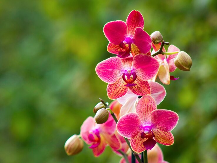 Nahaufnahme von pinken Orchideenblüten und Knospen vor einem unscharfen, grünen Hintergrund im Sonnenlicht.