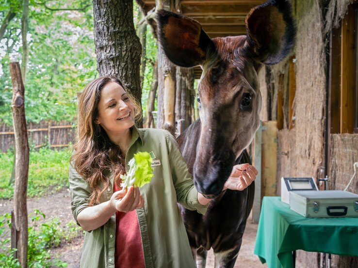Lachende Elisabeth Lanz mit langen braunen Haaren füttert ein Okapi mit Salatblättern im grünen Gehege.