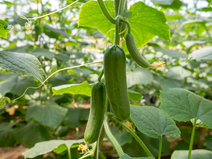 Gurken im Garten