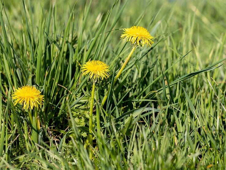 Löwenzahn im Rasen