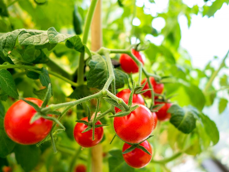 Gedüngte Tomaten am Strauch