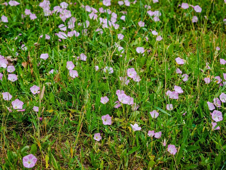 Zartrosa Blüten von Ackerwinden bedecken eine grüne Wiese an einem sonnigen Tag im Sommer.